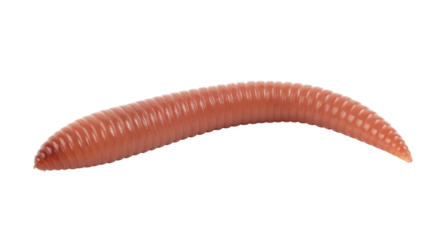 Isolated Earthworm