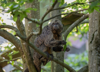 A female of white-faced saki monkey sitting on the tree in a zoo.