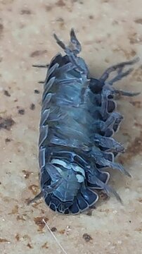  Armadillidium vulgare. Bicho bola. Cochinilla de la humedad. Chanchito de tierra.
