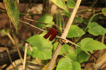 red dragonfly on a leaf