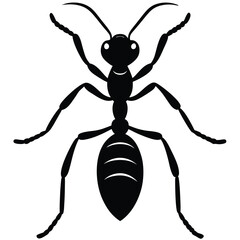 dragon ant with clean white bg