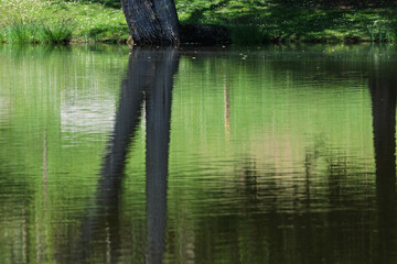Reflets abstraits sur l’étang au fil de l’eau