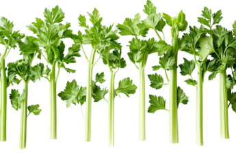 Multiple celery stalks with leaves isolated on transparent PNG