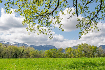 Champ vert et lisière de forêt au printemps