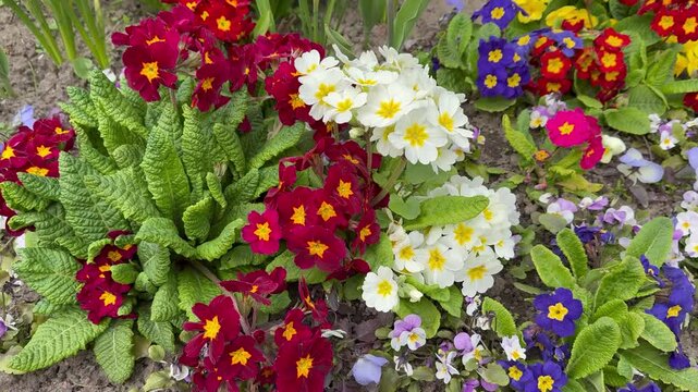 Vedeo of beautiful floral background of colorful primroses or primula flowers in spring garden (Lat. Primula vulgaris). Perennial, herbaceous, unpretentious, shade-tolerant flowering plant