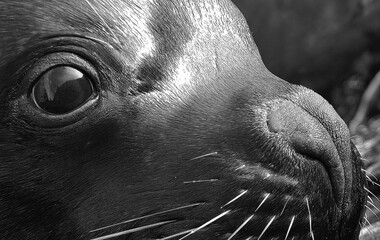 Patagonian Sea Lion Close-Up on Chilean Coast
