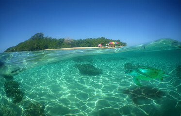 a beautiful green turtle swimming in the crystal clear waters of the Caribbean Sea
