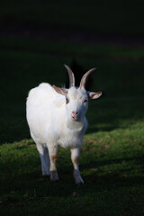 White goat stands on green grass under sunlight in a rural setting during the afternoon
