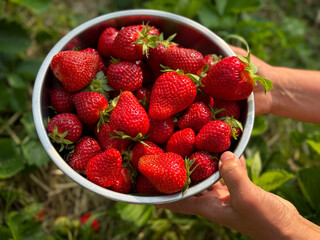 Freshly picked ripe strawberries in a metal bowl in female hands with a strawberry field garden background. A vibrant and healthy summer harvest concept	