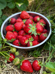 Red ripe strawberries in a bowl close up