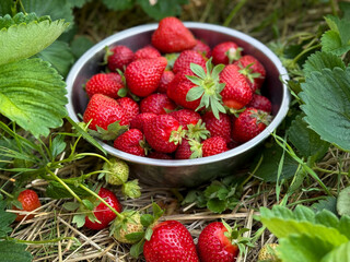 Freshly picked ripe strawberries berries in a metal bowl on strawberries field 