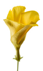 Yellow oleander flower