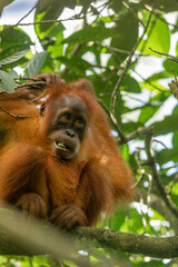 funny baby orangutan