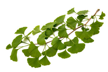 Ginkgo biloba branch with leaves