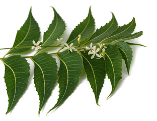 Neem flowers leaves and  fruits
