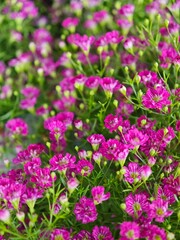 Vibrant blooms of pink flowers in a lush garden during springtime capturing nature's beauty and colors