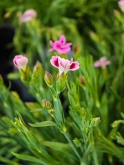 Fototapeta premium Beautiful pink and white flowers blooming in a lush green garden during springtime