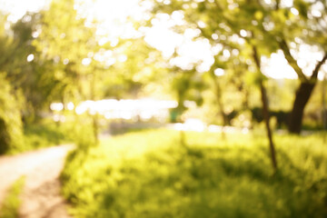 Softly blurred garden scene with bright sunlight creating a peaceful atmosphere.