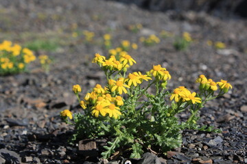 yellow spring flowers