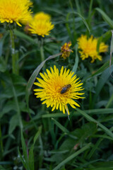 Bee collecting nectar from yellow dandelion flower on green meadow.