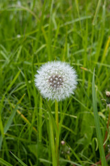 White dandelion seed head standing in green grass.