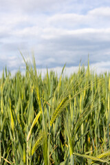 Green barley ears growing in field under cloudy sky.