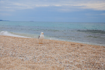 A lone seagull stands on a golden pebble beach facing the tranquil turquoise sea under a soft...