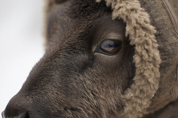 Cozy-eyed reindeer adorned with weathered woolen garb, evoking Yule traditions and Sami cultural whispers in frostbitten wilderness