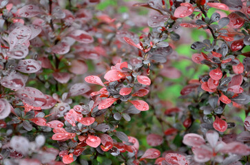 Berberis thunbergii 'Atropurpurea Nana' closeup branches ,leaves in waterdrops after the rain.Selected focus.Landscaping concept.Free copy space