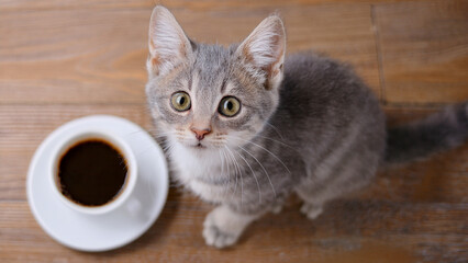 Tabby Kitten and Coffee Overhead View