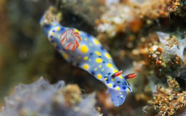 bright nudibranch