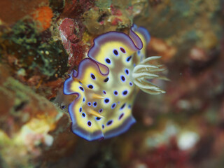 amazing nudibranch