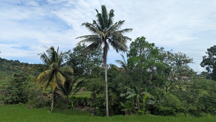 Obraz premium Scenic Daytime View of Palm Tree with Tropical Vegetation Landscape