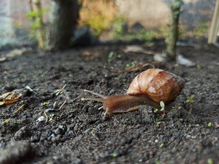 A large snail is on the damp ground.
