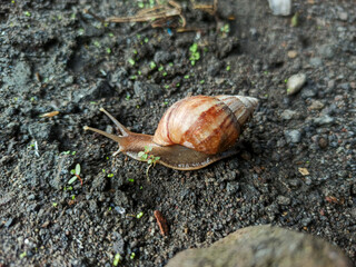 A large snail is on the damp ground.
