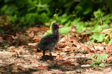 common moorhen chick standing on the ground close-up