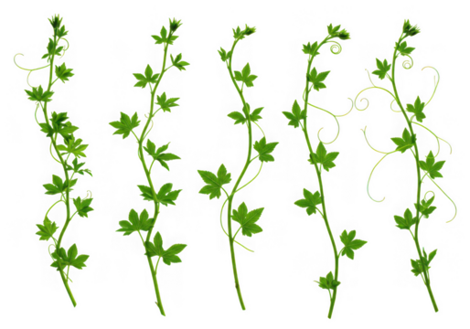 Five green vine stems isolated on transparent background