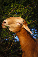 Portrait of a ram