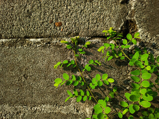 A small plant growing next to a stone wall, its leaves are bright green and contrast with the gray color of the wall.