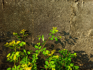 A small plant growing next to a stone wall, its leaves are bright green and contrast with the gray color of the wall.
