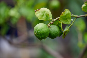 Close-up view of raindrops on lime