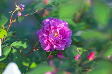 Copy space garden flowers background image, selective focus, bokeh background
