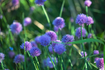 Copy space garden flowers background image, selective focus, bokeh background