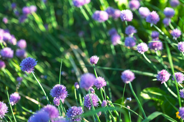 Copy space garden flowers background image, selective focus, bokeh background