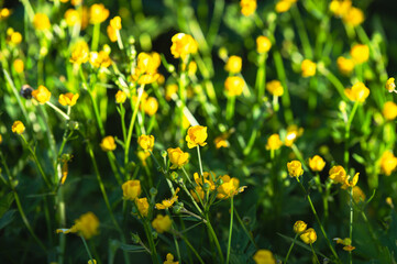 Copy space garden flowers background image, selective focus, bokeh background