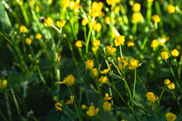 Copy space garden flowers background image, selective focus, bokeh background