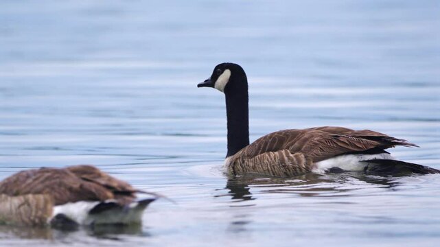 canada goose on the water