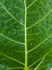 Green leaves with water droplets on them, the leaves look fresh and the veins are clearly visible.