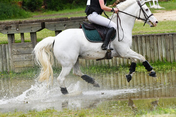 concours hippique