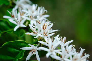 Coffee bean flowers blossom blooming on tree